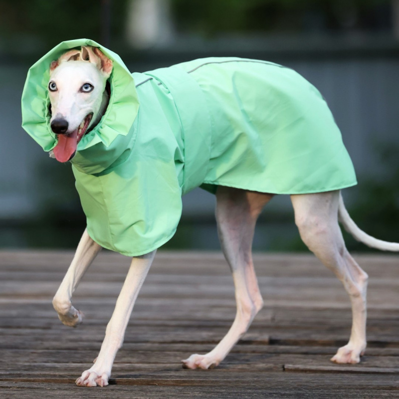 İtalyan Tazısı ve Whippet için - Dog Raincoat incelemesi ve fiyatı
