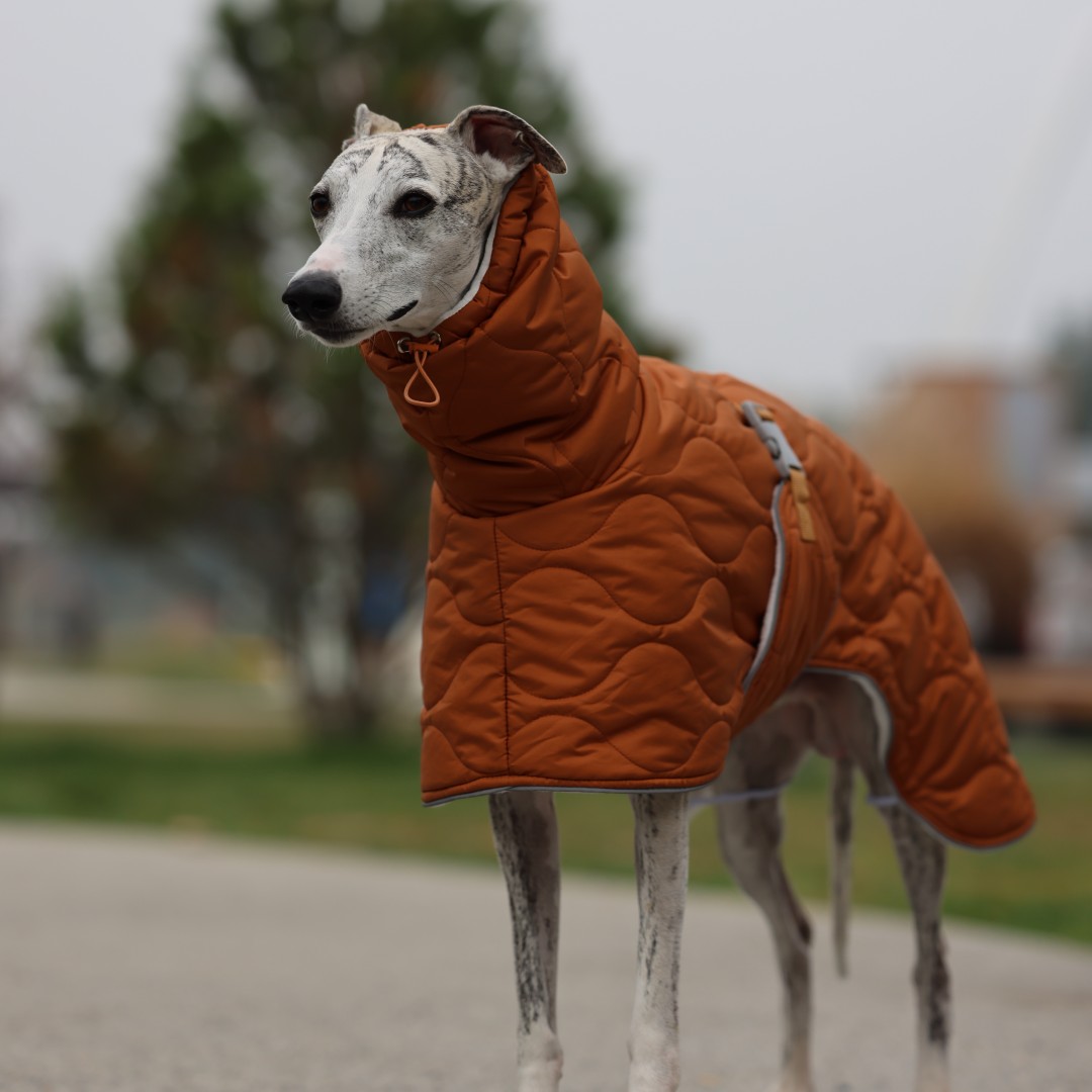 Küçük/Orta/Büyük Irklar için S - Dog Raincoat incelemesi ve fiyatı